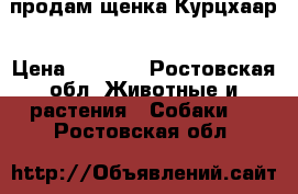 продам щенка Курцхаар › Цена ­ 2 000 - Ростовская обл. Животные и растения » Собаки   . Ростовская обл.